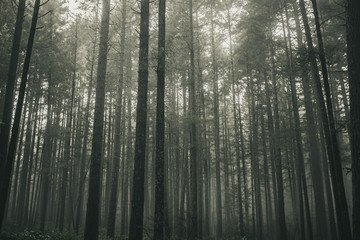forest in the fog