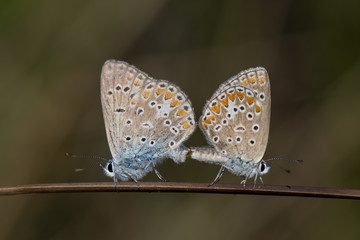 Lycaenidae / Çokgözlü Mavi / / Polyommatus icarus