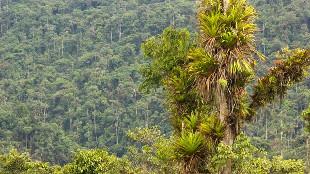 Rainforest tree loaded with bromeliads and other epiphytes on a mountain slope in the Rio Quijos Valley, the Ecuadorian Amazon. Time-lapse.