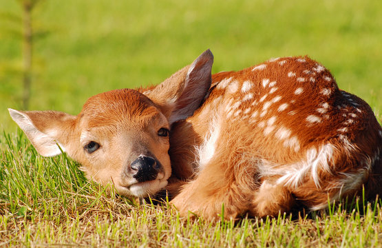 Closeup of wild baby deer fawn lying on grass looking at the camera