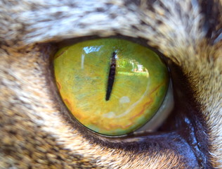 Cats eye