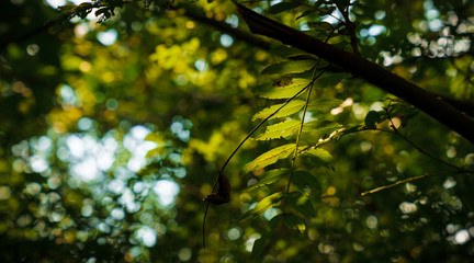 Captured in Hangzhou Xixi Wetland scenery
