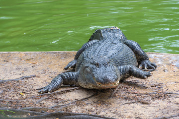 Gator 2