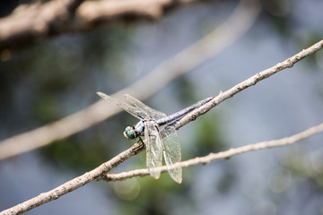 Dragonfly on Branch Over the Water