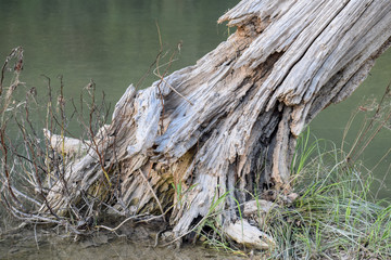 BARK