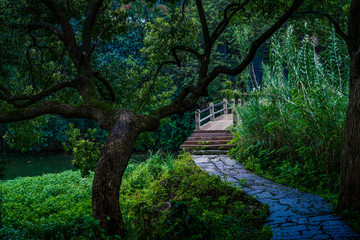 Captured in Hangzhou Xixi Wetland scenery