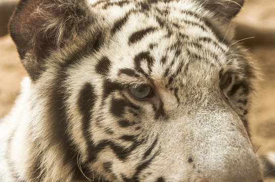White tiger / White tiger at Chiang Mai Night Safari , Thailand