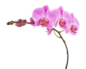 Naklejka na ściany i meble Purple Phalaenopsis orchid flowers isolated on white background.