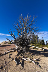 1000 year old bristlecone pine