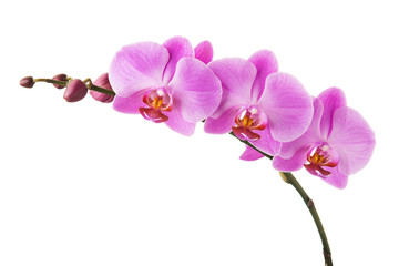 Fototapeta na wymiar Purple Phalaenopsis orchid flowers isolated on white background.