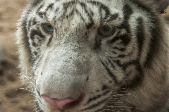 White tiger / White tiger at Chiang Mai Night Safari , Thailand