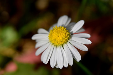 Daisy