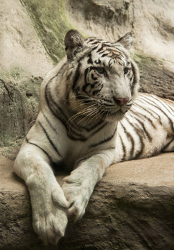 White tiger / White tiger at Chiang Mai Night Safari , Thailand