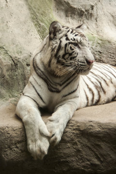 White tiger / White tiger at Chiang Mai Night Safari , Thailand