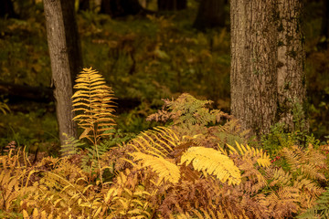 Fern grown in north woods forest during autumn
