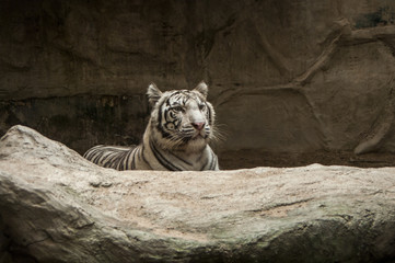 White tiger / White tiger at Chiang Mai Night Safari , Thailand