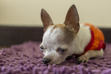 Chihuahua dog resting on foot scraper