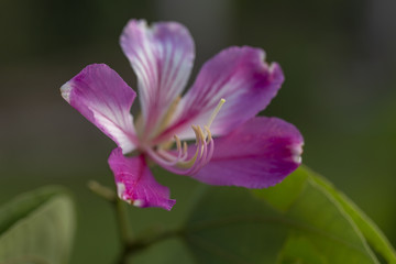 Bauhinia purpurea Linn. flower