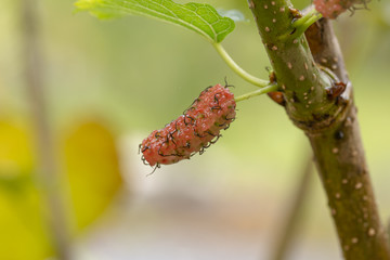 Red fresh mulberry fruits on tree branch