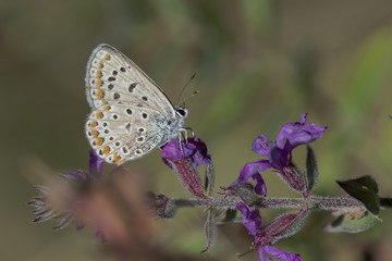 Lycaenidae / Çokgözlü Mavi / / Polyommatus icarus