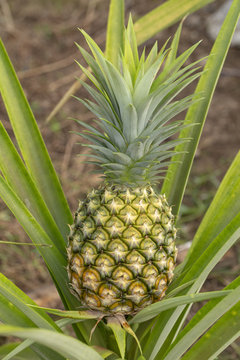 Fresh pineapple fruit in garden