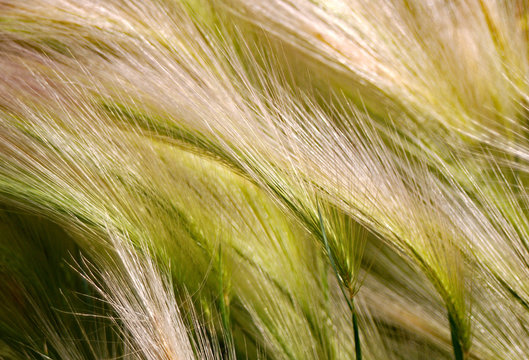 Closeup of wild wheat prairie grass Colorado