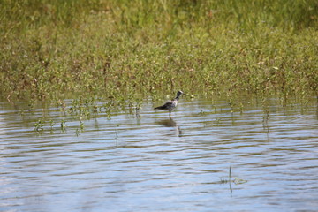 wader in water