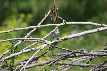 bird on twig
