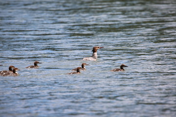 ducks in water