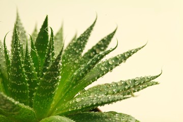 Aloe Vera plant - beige background