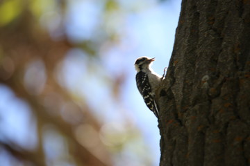 woodpecker on tree
