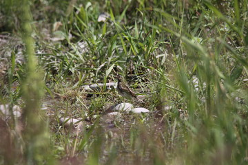 bird in grass