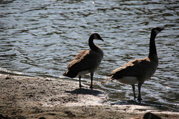 canada goose