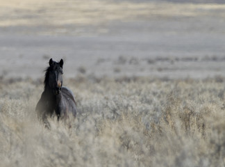 Utah desert wild hoses