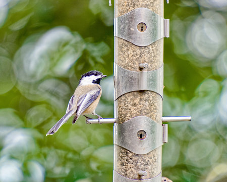 Chickadee at the bird feeder