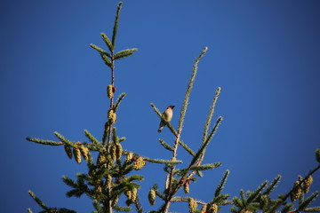 bird on branch of a tree