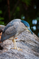 Black-crowned night heron