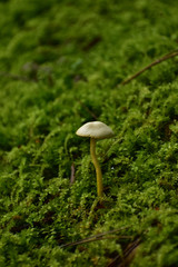 苔の中の小さいキノコ
