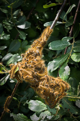 Tent caterpillars on a tree