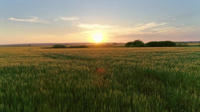 Flying to sunset over wheat field, 4k