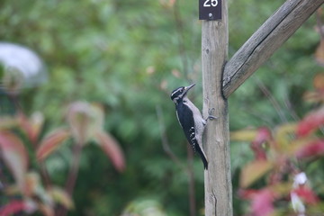 woodpecker