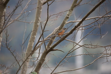  on branch