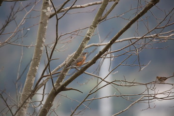 robin on branch