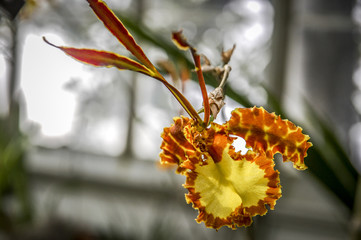 Colourful Cymbidium flower is a genus of 52 evergreen species in the orchid family