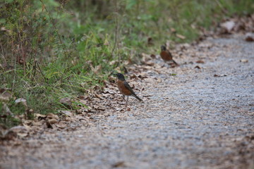 birds