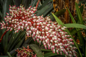 Colourful Cymbidium flower is a genus of 52 evergreen species in the orchid family