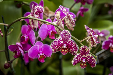 Colourful Cymbidium flower is a genus of 52 evergreen species in the orchid family