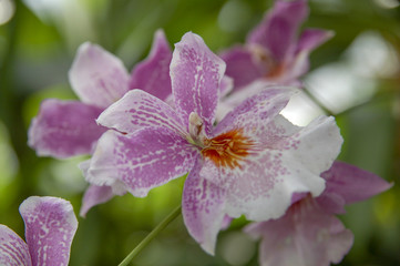Colourful Cymbidium flower is a genus of 52 evergreen species in the orchid family