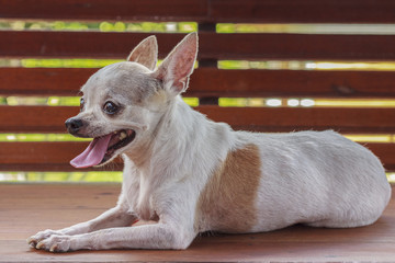 Chihuahua dog