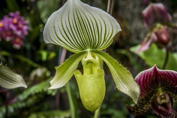 Colourful Cymbidium flower is a genus of 52 evergreen species in the orchid family